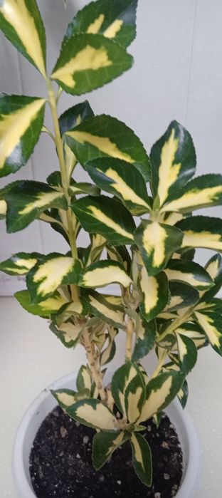 Продам цветы.разные