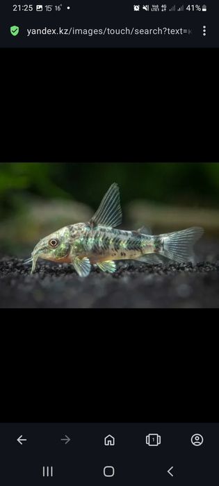 Коридорас альбинос, золотистый, крапчатый,