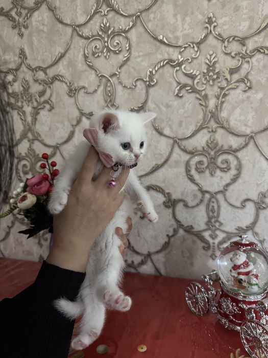 Котенок, кошки пародистые