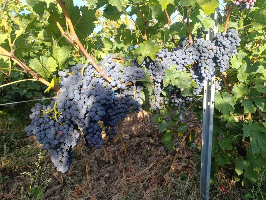 Struguri Merlot si Cabernet Sauvignon de Vânzare