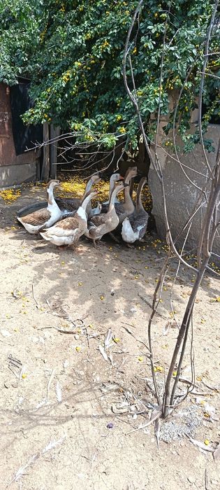 Gâște  de vânzare