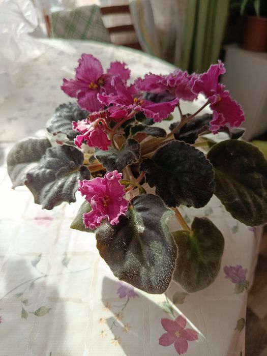 Растение -фиалка