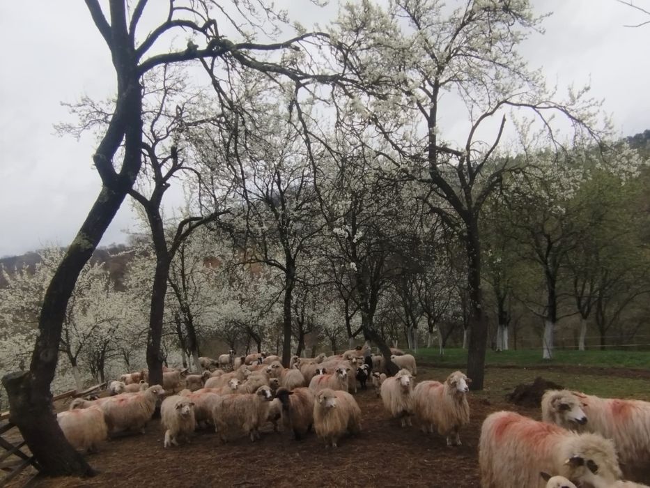 Vând 45 de oi     turcane