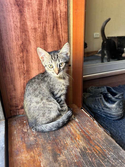 Отдам котенка в добрые руки