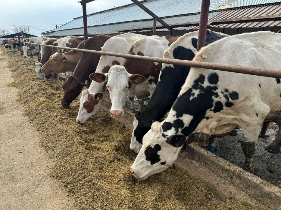 Vanzare Vaci Holstein