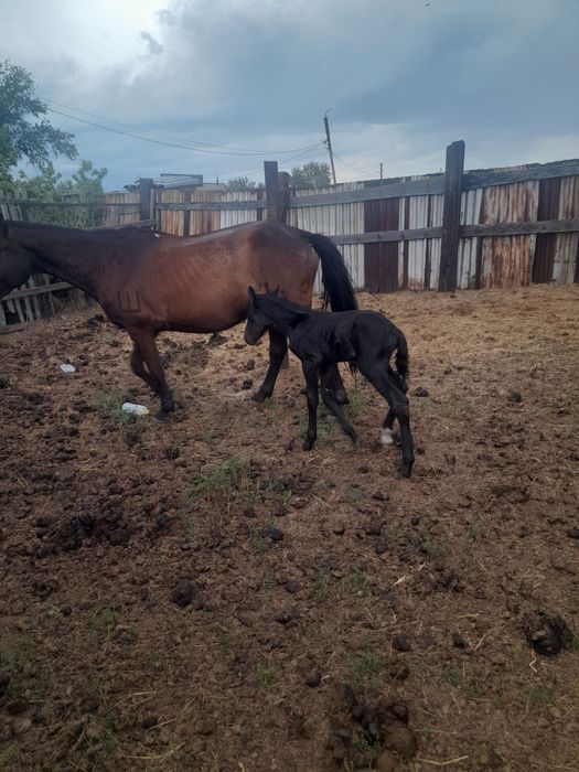 Құлынды бие сатамын