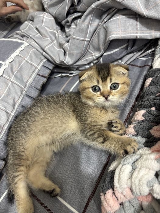 Продаются котята шиншила фолд