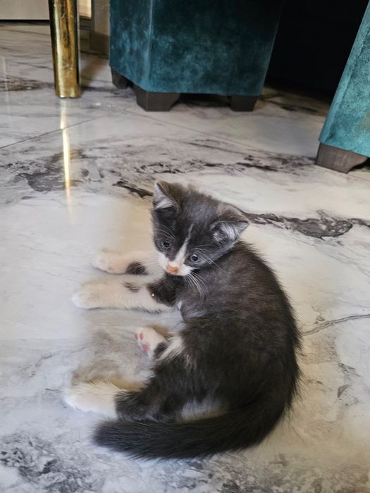 Котята (девочки) в добрые руки