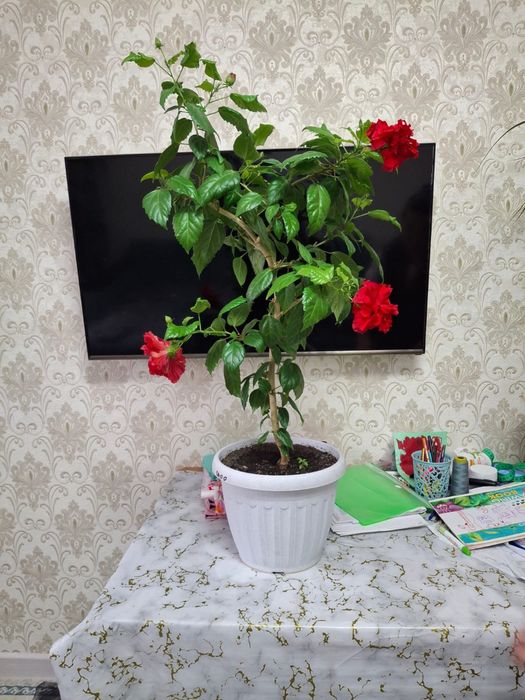 Продам комнатные цветы