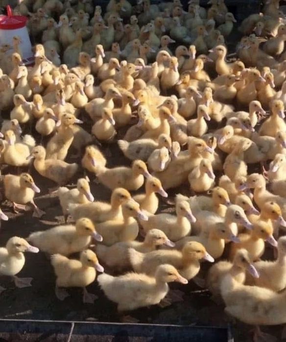 Pui albi, roșii, porumbaci, rațe, curcani și bibilici