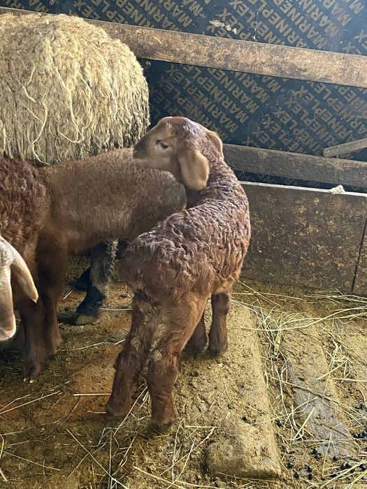 Продам ягнят сено корм едят