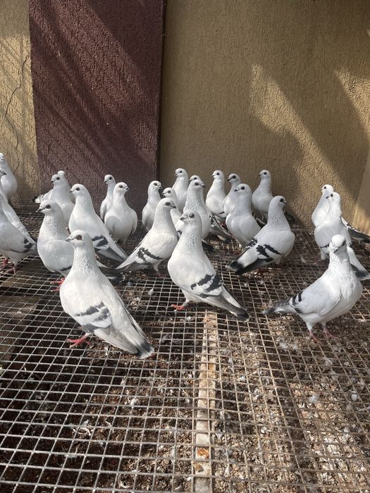 Porumbei zburatori da damasc