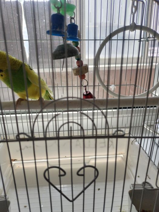 Продам попугая. Девочка