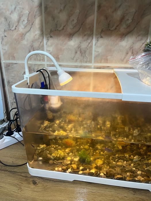 аквариум балықтармен