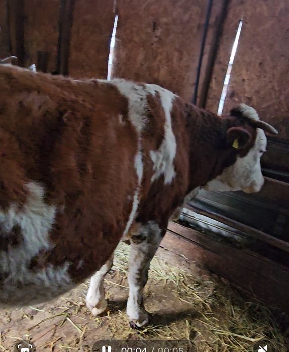 Vacă gestantă de vânzare