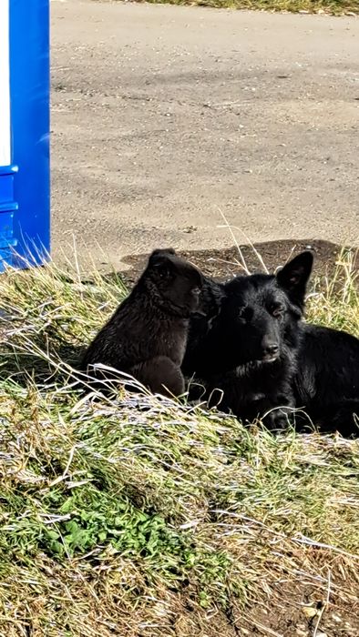 Малыши ищут себе дом