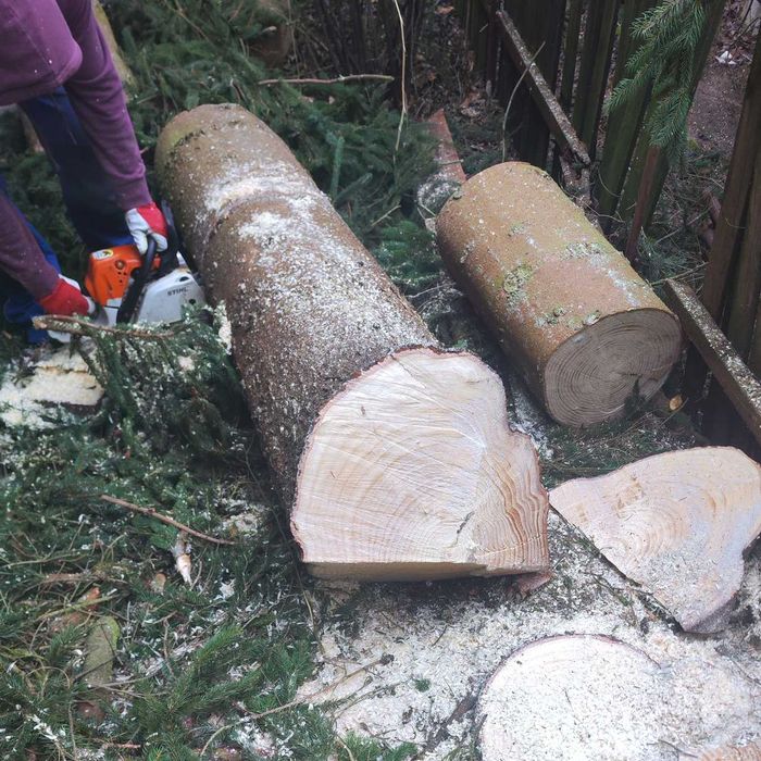 Toaletare arbori | Doborâre copaci