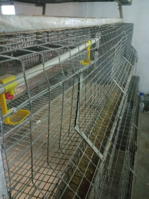 Клетка для птицы