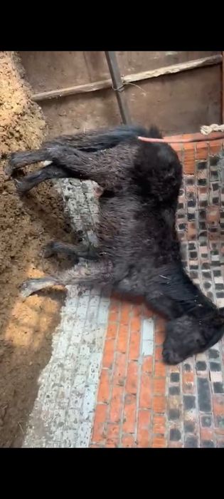 Продам жеребёнка кобылку.