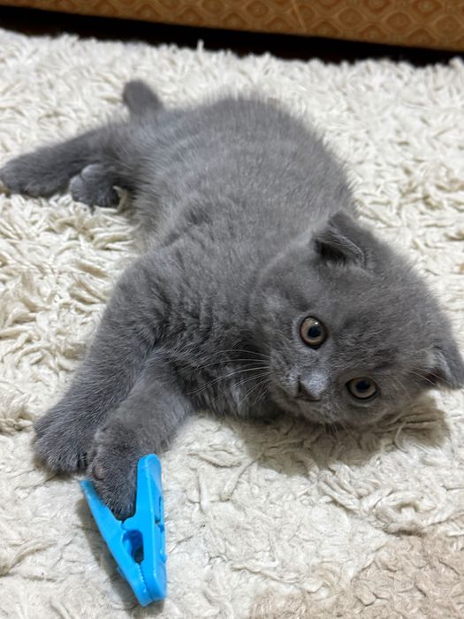 Котята породистые
