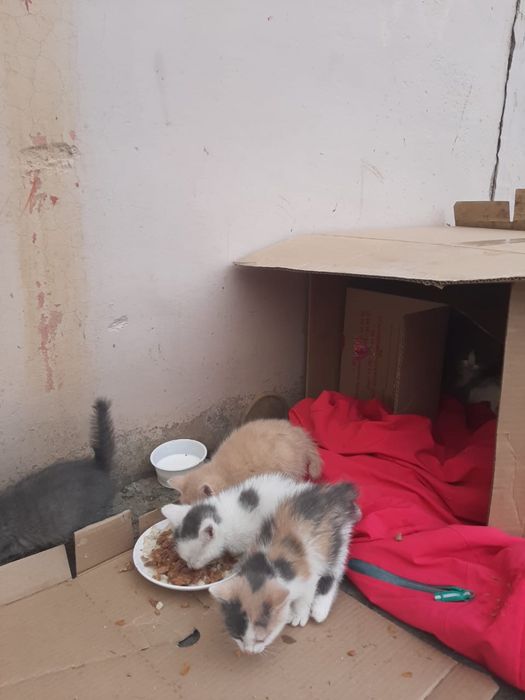 Давайте поможем пристроить котят!