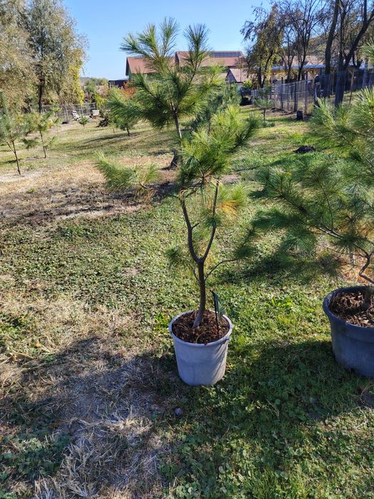 Pin strob,silvestru,negru în ghiveci.