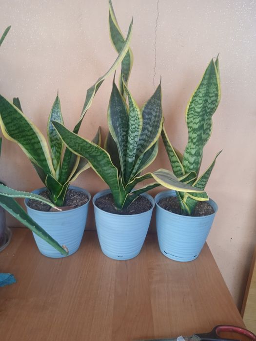 Цветы сансиыерия