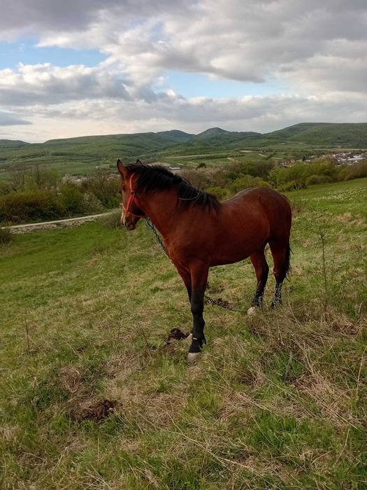 Armăsar tânăr de vânzare – aproape 2 ani (va împlini 2 ani în noiembrie).
