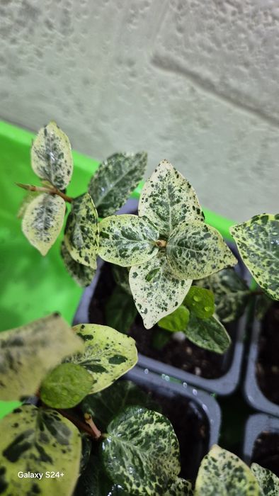 Трахелоспермум Триколор