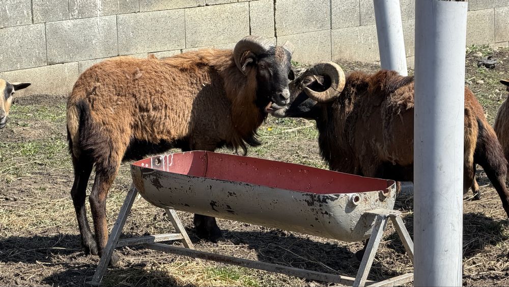 Oi si mieluțe camerunez de vânzare