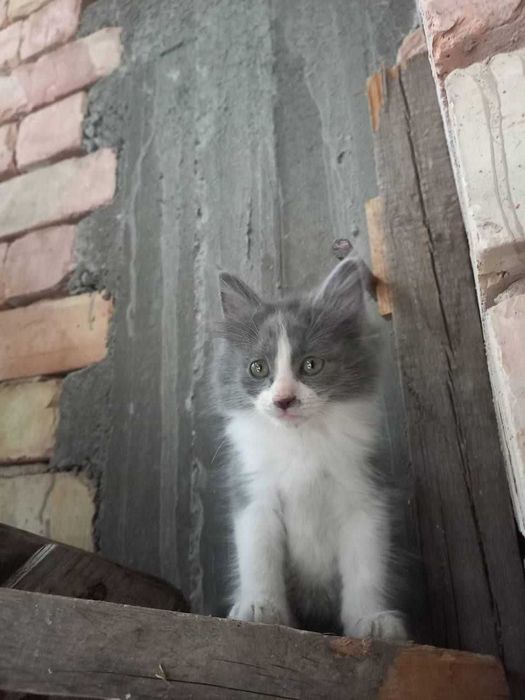Siamskiy mushu 3 ta bolasi bn
