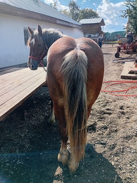 Vand manza de 1 an si 3 luni