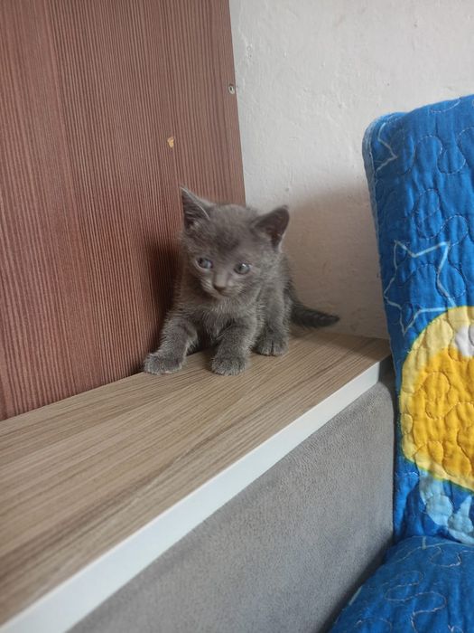 Отдам котят бесплатно
