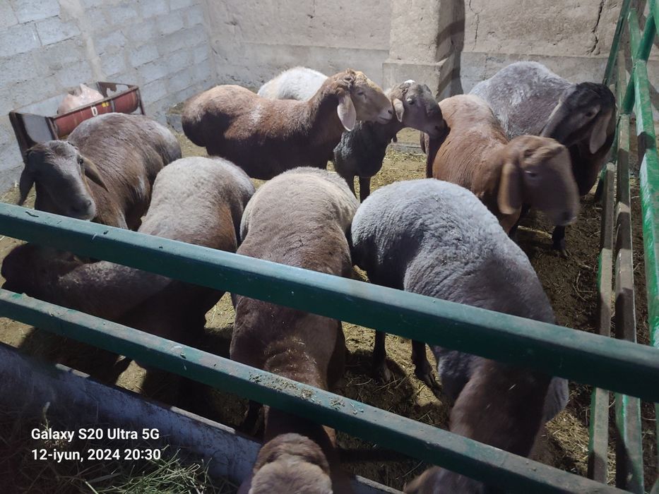 Qurbonlikka qõylar sotiladi