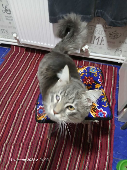 Кот Кеша на вязку