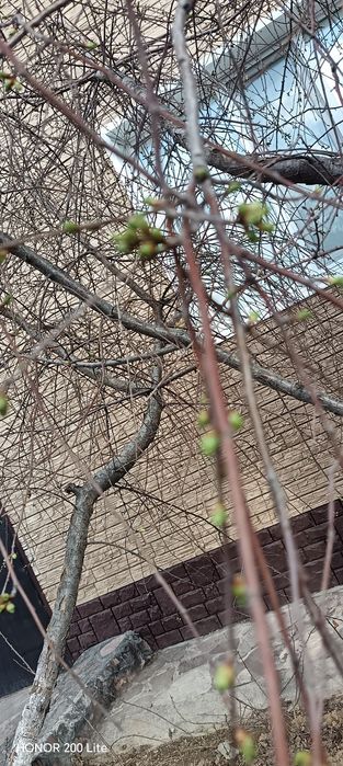 Саженцы для огород