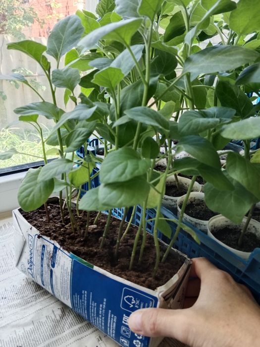 Продам рассаду недорого
