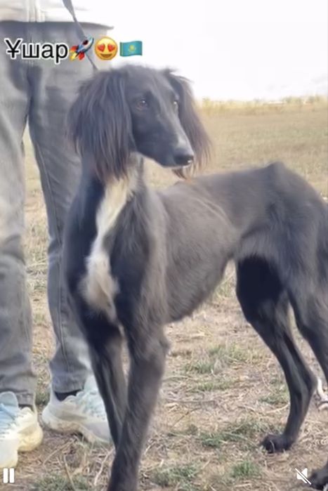 Тазы урғашы .ауызданған қойан ,тулкі .