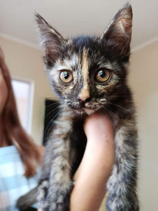 Котенок, 2 месяца, девочка