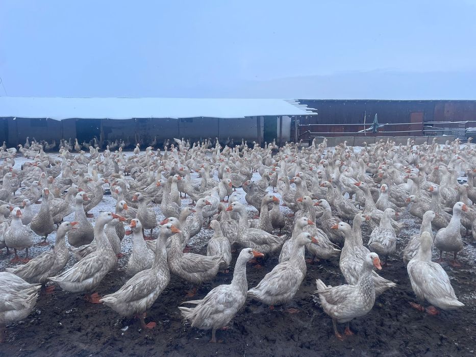 Продажа гусей домашний