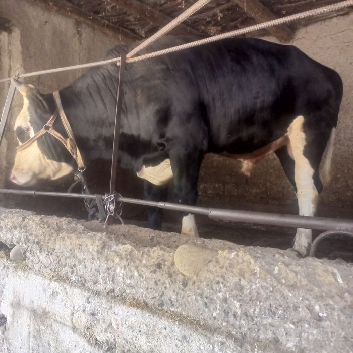Qora mol, Buqa sotiladi
