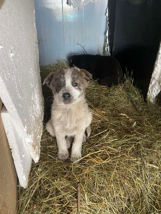 Ofer spre donatie catei