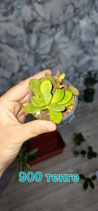 Комнатные цветы  продаються