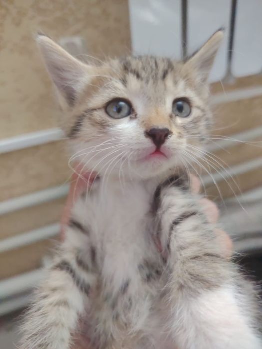 Котята, бесплатно