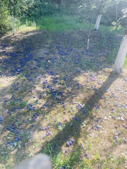 Prune de vânzare