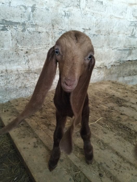 Продается козлёнок 50%камори, 50% битал !