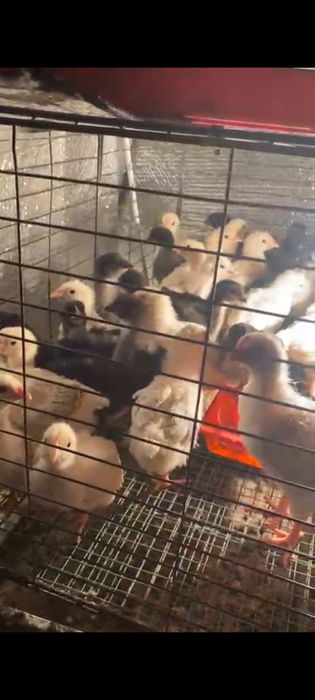 Сатылымда адлер, Джерси гигант балапандары март айының 7 шыққан 3 апта