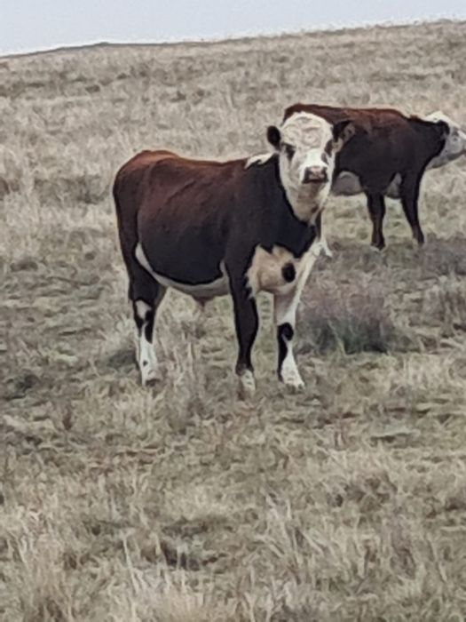 Бычки полтарашки