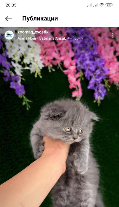 Кошечки " Скоттиш-фолд"