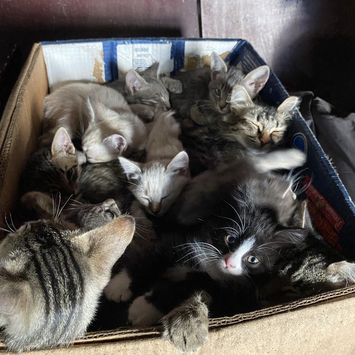 Отдам котят и кошек